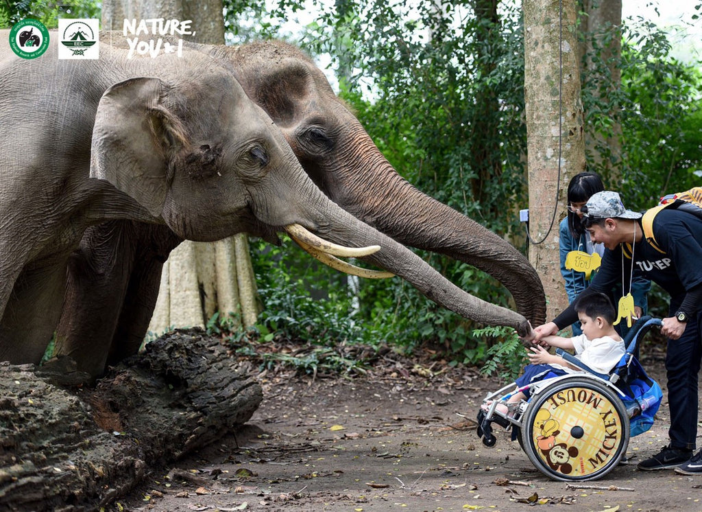 Elephant Camp by ECC Thailand